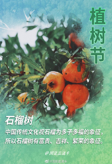 关于“树语”你知道多少 关于“树语”你知道多少