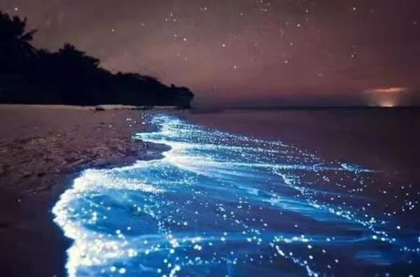 深圳现蓝色“荧光海”，宛如天际星河！
