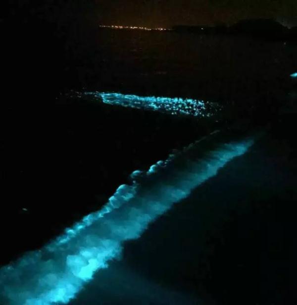 深圳现蓝色“荧光海”，宛如天际星河！
