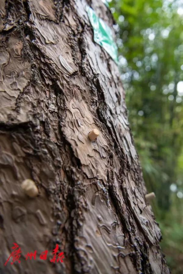 “树木医生”和他的8万亩山林