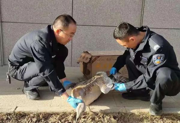 呆萌可爱的两只“大鸟”被救,竟都是国家一级保护动物 呆萌可爱的两只“大鸟”被救,竟都是国家一级保护动物