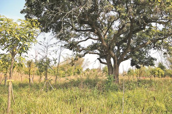 广西黑水河国家湿地公园新增湿地植物48种