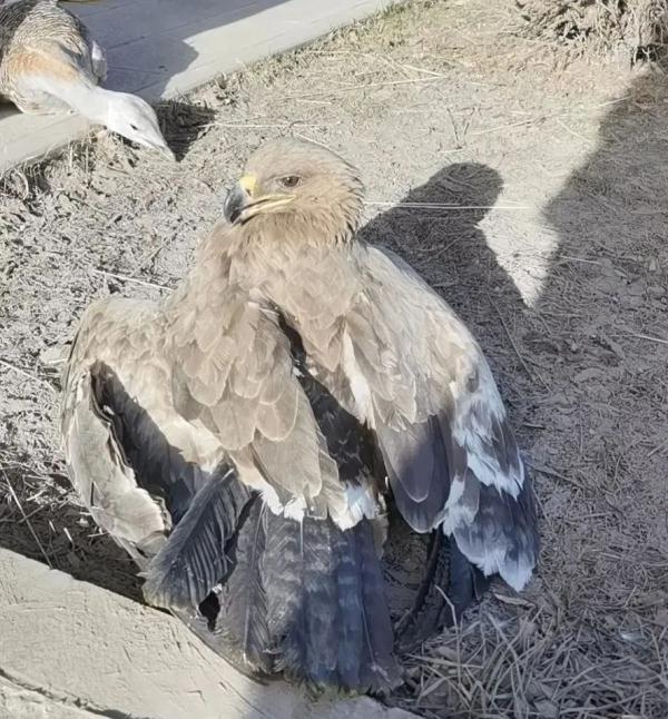 呆萌可爱的两只“大鸟”被救,竟都是国家一级保护动物 呆萌可爱的两只“大鸟”被救,竟都是国家一级保护动物