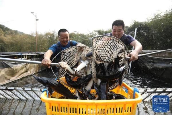 贵州赤水：特色养殖助农增收