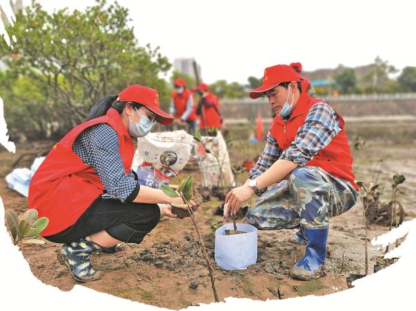 广西红树林面积逐年增加,目前位居全国第二 广西红树林面积逐年增加,目前位居全国第二