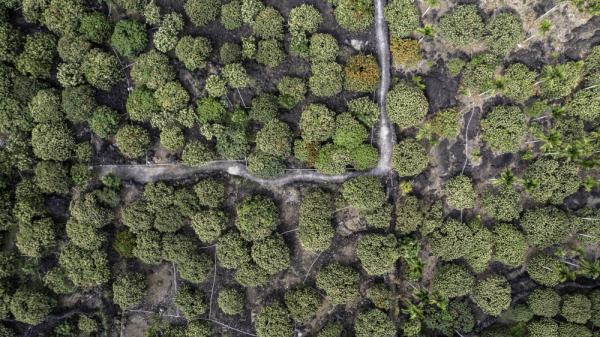 海口:鸟瞰荔枝花海 海口:鸟瞰荔枝花海