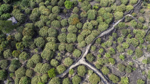 海口:鸟瞰荔枝花海 海口:鸟瞰荔枝花海