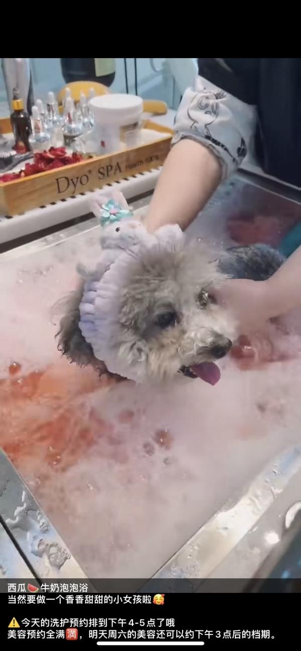 长沙小伙花6千月薪给狗狗报培训班!你也是为宠物打工的人吗? 长沙小伙花6千月薪给狗狗报培训班!你也是为宠物打工的人吗?