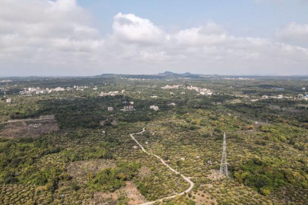 海口:鸟瞰荔枝花海 海口:鸟瞰荔枝花海