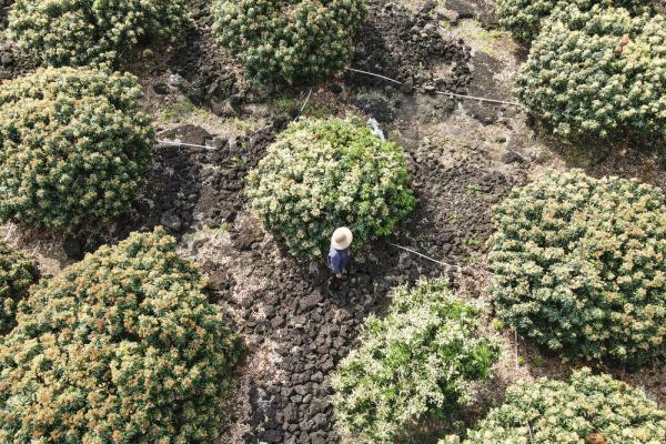 海口:鸟瞰荔枝花海 海口:鸟瞰荔枝花海