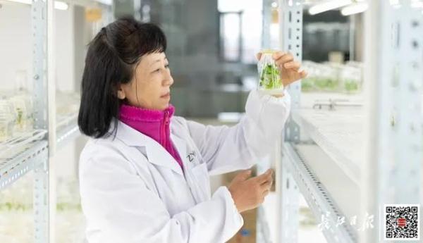 洪山菜薹的新对手来了