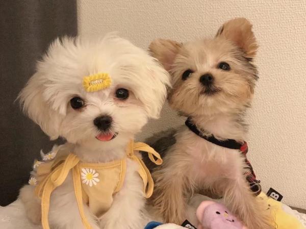 长沙小伙花6千月薪给狗狗报培训班!你也是为宠物打工的人吗? 长沙小伙花6千月薪给狗狗报培训班!你也是为宠物打工的人吗?