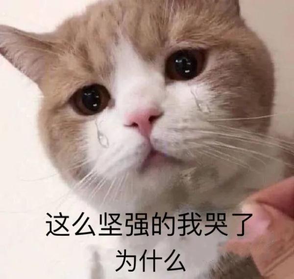 瘟疫猫也敢卖？法院：欺诈！赔偿医疗费，还要“退一赔三”！