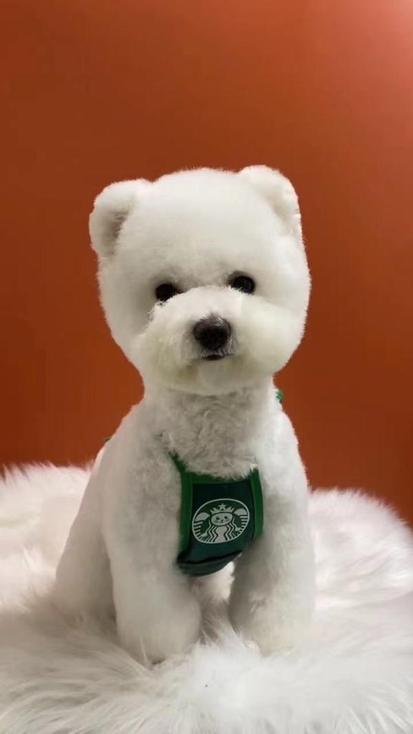 长沙小伙花6千月薪给狗狗报培训班!你也是为宠物打工的人吗? 长沙小伙花6千月薪给狗狗报培训班!你也是为宠物打工的人吗?