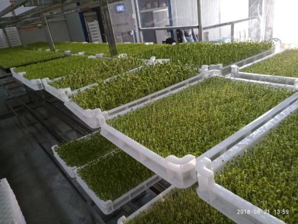 洪山菜薹的新对手来了
