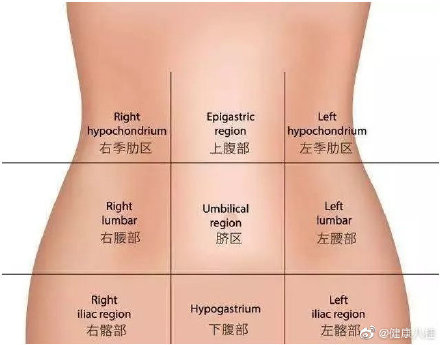胃和子宫的位置图图片