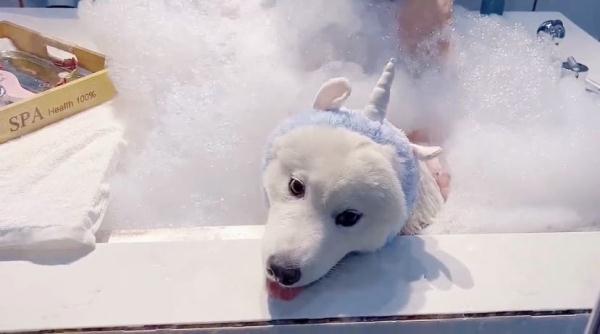 长沙小伙花6千月薪给狗狗报培训班!你也是为宠物打工的人吗? 长沙小伙花6千月薪给狗狗报培训班!你也是为宠物打工的人吗?