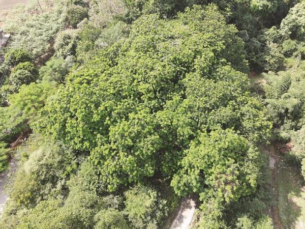 云霄发现福建最大成片格木林