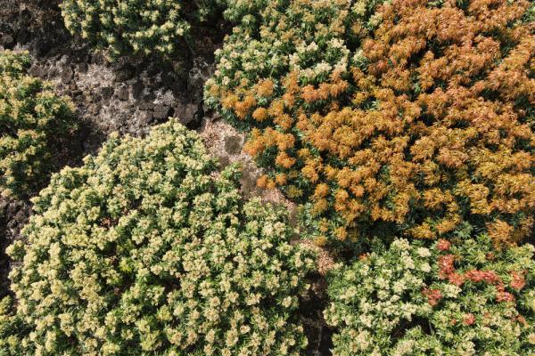 海口:鸟瞰荔枝花海 海口:鸟瞰荔枝花海