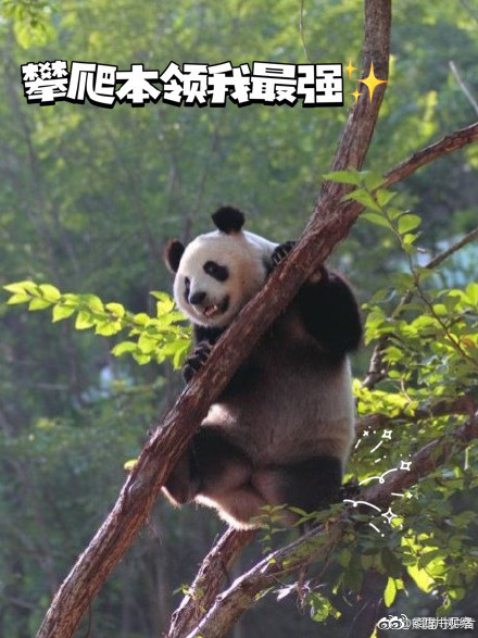 以图为证！大熊猫天生就是运动健将吧