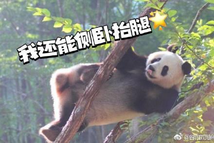 以图为证！大熊猫天生就是运动健将吧