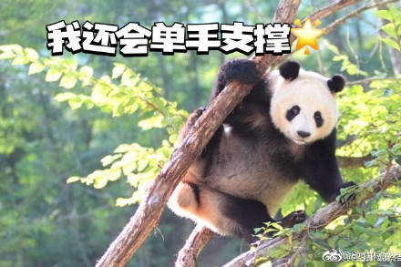 以图为证！大熊猫天生就是运动健将吧