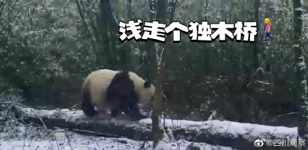 以图为证！大熊猫天生就是运动健将吧
