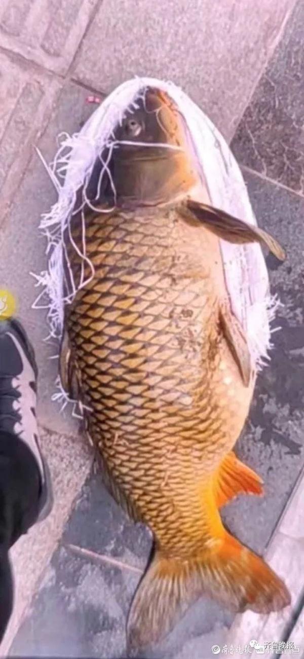 抓到了！有人偷钓大明湖20多斤重的胖鲤鱼，警方：拘13天