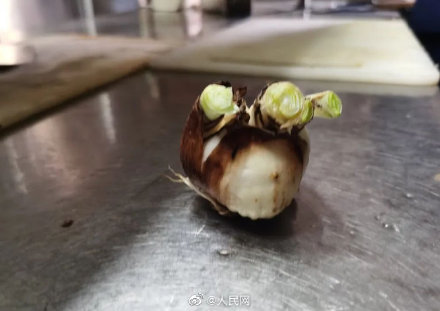 农家乐误把水仙当蒜苗致顾客中毒 农家乐误把水仙当蒜苗致顾客中毒