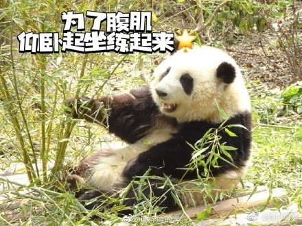 以图为证！大熊猫天生就是运动健将吧