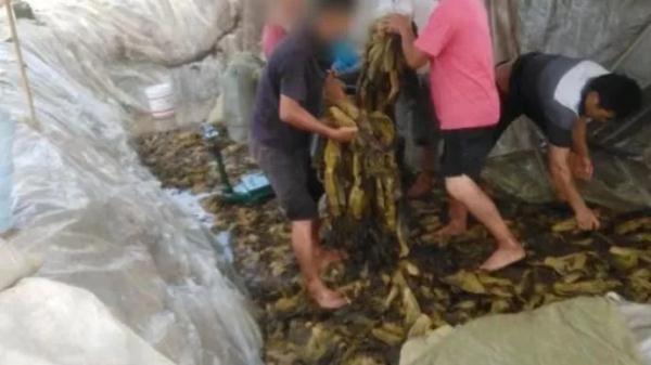 脚踩的老坛酸菜被曝光…湖南连夜查封，企业相关人员被控制！统一、康师傅道歉…