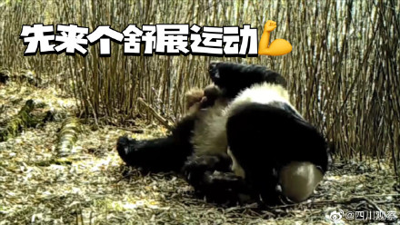 以图为证！大熊猫天生就是运动健将吧