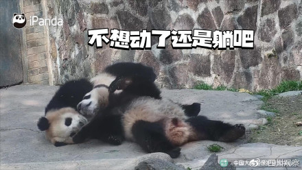 以图为证！大熊猫天生就是运动健将吧