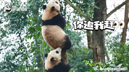 以图为证！大熊猫天生就是运动健将吧