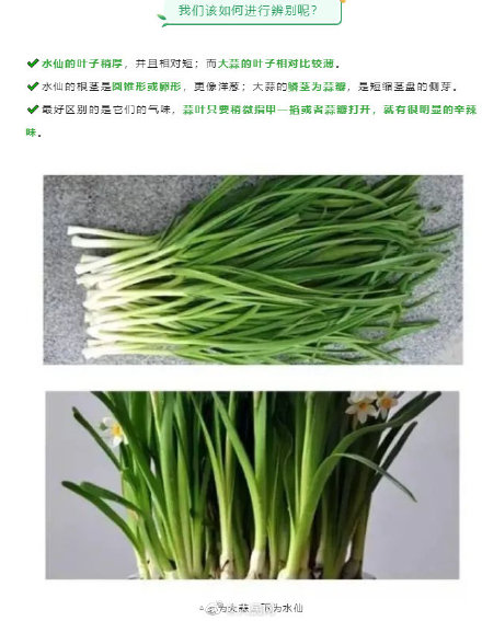 农家乐误把水仙当蒜苗致顾客中毒 农家乐误把水仙当蒜苗致顾客中毒