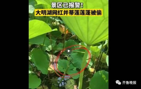 抓到了！有人偷钓大明湖20多斤重的胖鲤鱼，警方：拘13天
