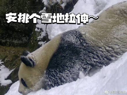 以图为证！大熊猫天生就是运动健将吧