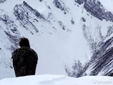 武侠版动物世界!秃鹫眺望雪山武侠氛围感 武侠版动物世界!秃鹫眺望雪山武侠氛围感