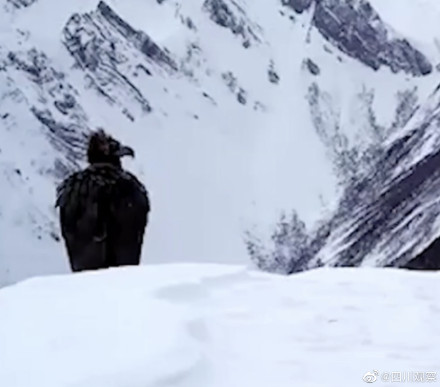 武侠版动物世界!秃鹫眺望雪山武侠氛围感 武侠版动物世界!秃鹫眺望雪山武侠氛围感