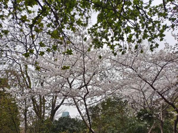 多穿衣！河南气温将持续低迷！