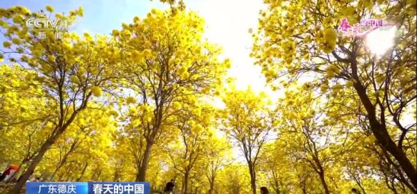 春天的中国 | 广东德庆：黄花风铃木惊艳绽放 游人赏花正当时