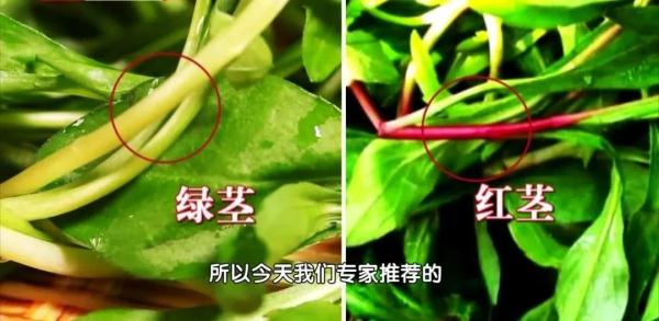 天然“消炎菜”，搭配这种自制的百搭酱料，让你胃口大开！赶紧学起来