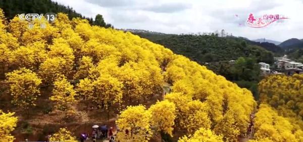春天的中国 | 广东德庆：黄花风铃木惊艳绽放 游人赏花正当时