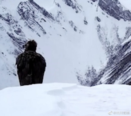 武侠版动物世界!秃鹫眺望雪山武侠氛围感 武侠版动物世界!秃鹫眺望雪山武侠氛围感