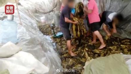“老坛酸菜”供应商“翻车”背后：湖南华容是全国最大芥菜生产区，年产值超80亿