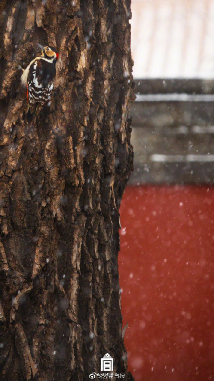 故宫红墙白雪太美了