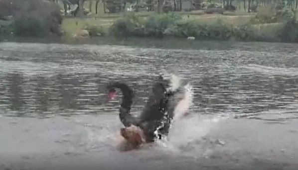 高校体育生下湖游泳,被黑天鹅“暴揍” 高校体育生下湖游泳,被黑天鹅“暴揍”