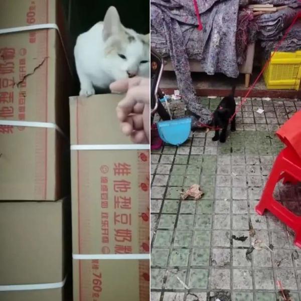 27岁律政小伙被封菜场48小时,摆摊“法律咨询”却成相亲角? 27岁律政小伙被封菜场48小时,摆摊“法律咨询”却成相亲角?