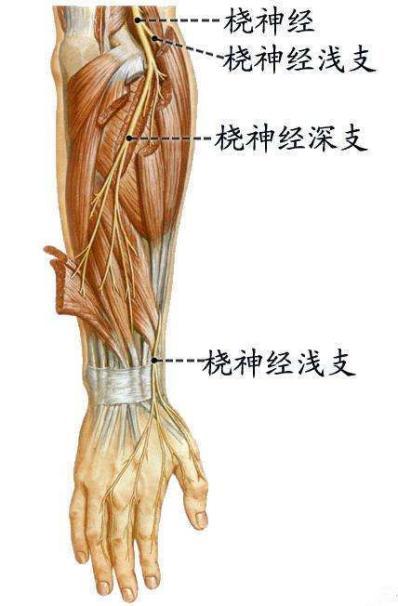 左肱骨食指神经图图片