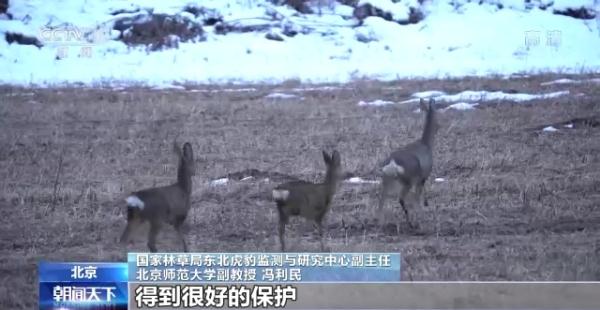 从吃奶到吃肉！我国首次拍摄到野生豹育儿全过程